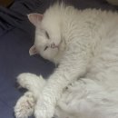 다사랑 애견 | 구쥬미구쥬미