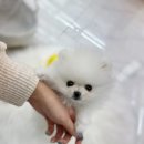 내품안의반려견 은평점 네이버블로그