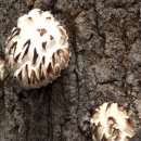 영만농장 이미지