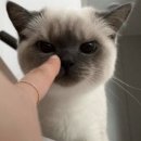 코코코 네이버블로그