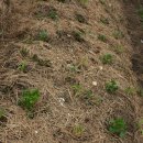 Re:밑거름 없이 뿌리를 많이 만들어 병충해 없는 고추농사와 뿌리를 적게 만들어 병충해 농약 사용의 고추농사- 8 이미지