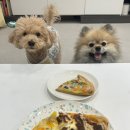 댕가앤쿡 이미지