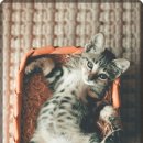 마음반려 동물의료원 | 강아지 당뇨병 치료와 관리의 중요성, 마음반려동물의료원