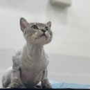 함께냥 대전점 이미지