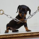 봄봄펫살롱 이미지