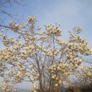 3/23~24-설봉농장의 봄꽃들, 사과 대추나무 심기, 비닐캐기 이미지