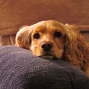 이든 동물의료센터 이미지