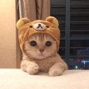 이모꼬