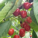 지리산황금농장 이미지