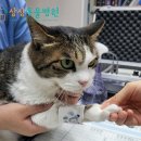 고양이 proBNP, SDMA, 갑상선(T4), 심장초음파, 결석 재진_7살이상 길고양이 건강검진 후기