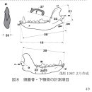 문장(吻長)과 안장(顔長)의 차이 이미지