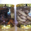 송근봉(소나무뿌리 혹)담금주와 천마 담금주 이미지
