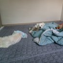 오늘도 편안하개 이미지