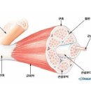 [소마 지성을 깨워라]10 - 잠자리 수련 이미지