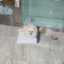 강아지일상🐻‍❄️ 포메라니안 루이 슬개골 탈구 수술 후기 &#34;도봉구 방학동물병원&#34;