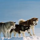 (감동 실화 영화) 에이트 빌로우 (Eight Below, 2006)ㅣ감독:프랭크 마샬ㅣ출연:폴 워커(게리 셰퍼드) 이미지