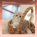 강서고양이분양 나비캣 이미지