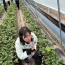 용봉산캠핑장 | 신선한 딸기따기 체험이 가능한 홍성 깨끗한 캠핑장 추천! 홍성 용봉산 캠핑장 후기