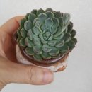 민경이네 다육 이미지