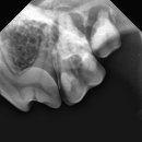 이솜 동물병원 이미지