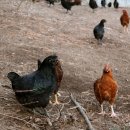 원스농장 이미지