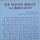 영천 약남리 회화나무 이미지