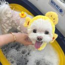 팡앤뭉치 이미지