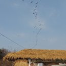 철새보는집 이미지