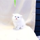 요미캣 고양이분양 일산점 네이버블로그