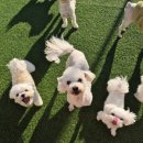 파파퍼피 DOG하우스 이미지