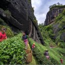 한일인삼 이미지