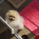 셀럽퍼피 이미지