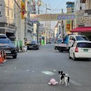 오복성오리 이미지