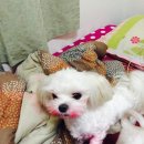 강아지홀릭 이미지