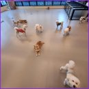 계명유치원 | [대구애견유치원,대구애견호텔] 멍멍아학교가자애견유치원