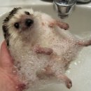 공원옆동물의료센터 이미지