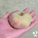 구우니 이미지