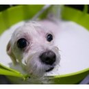 루이펫독 이미지