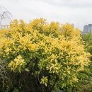 정부세종청사 옥상 정원길 | 비 오는 날, 세종정부청사 옥상정원 방문투어 후기 🌿