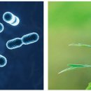 항염증 작용·폐조직 보호 등 시너지 효과 프로바이오틱스·익모초추출복합물 이미지