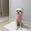 아미바오 | 아미체볼레 펫 대리석 쿨매트 강아지쿨매트 추천