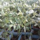 둘리 농장 이미지