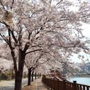 병산빛물꿈테마길 | 부산 기장 정관 벚꽃 [병산 빛물꿈 테마길] 산책로 나들이