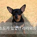 개린이 집합소 | (미니핀) 에피소드가 생긴 라라와의 야외음악당 산책후기!!! :: 야외애견카페가 따로없구나..♥
