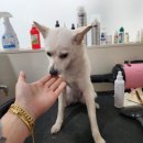 도그랭 강아지놀이방 이미지