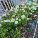 멍바라기 이미지