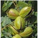 A quick check of pecan kernel quality (피칸 커널의 품질을 빠르게 점검하는 방법) 이미지