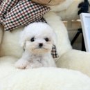 몽냥몽냥 이미지