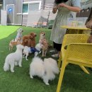 런독 | [강아지 백호] 22년 여름, 백호의 오산 런독 강아지 유치원 기록 1