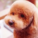 펫살롱모우 이미지